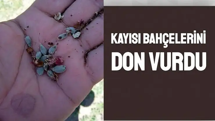 Kayısı bahçelerini don vurdu