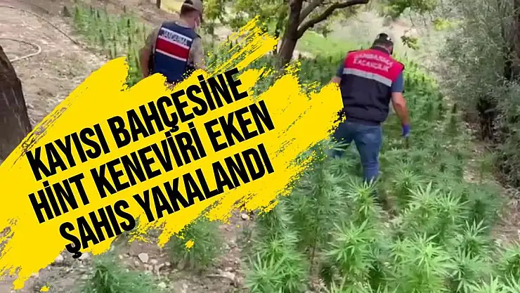 Kayısı bahçesine hint keneviri eken şahıs yakalandı