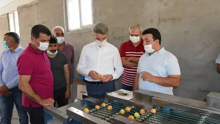 'Kayısı boylama makinesi beğenildi'