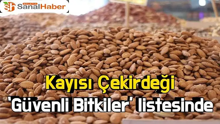 Kayısı Çekirdeği `Güvenli Bitkiler´ listesinde