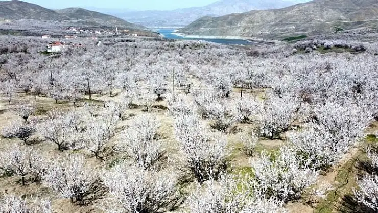'Kayısı çiçeklerinin görsel şölenine ilgi'