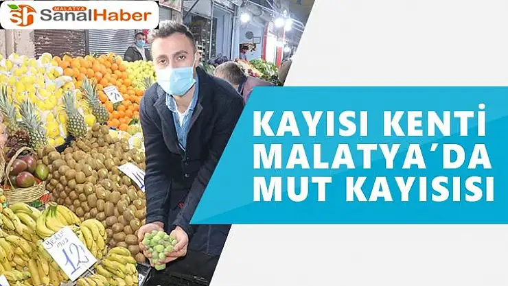 Kayısı kenti Malatya´da Mut kayısısı