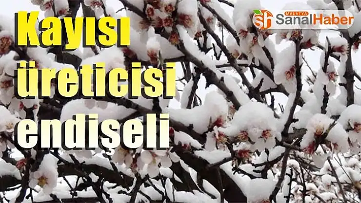 Kayısı üreticisi endişeli