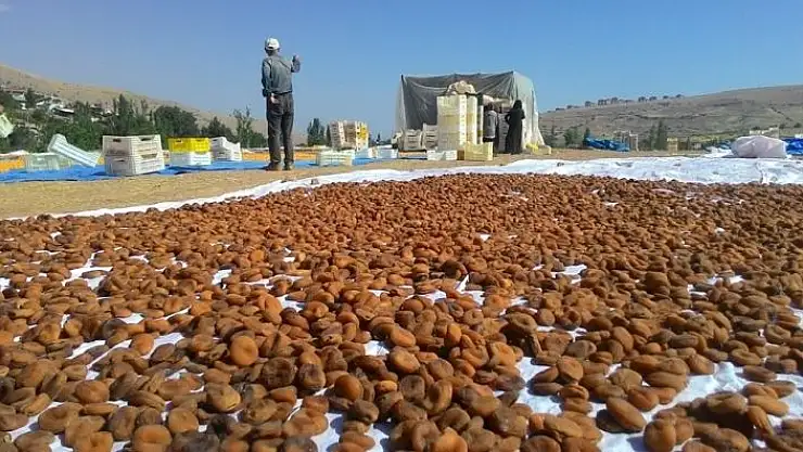 'Kayısıda hasadın sonuna gelindi'