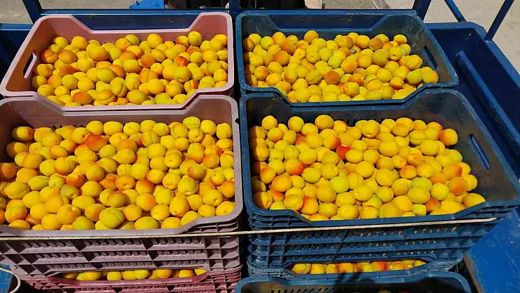 Kayısıda ilk hasat yapıldı: 500 TL'den alıcı buldu