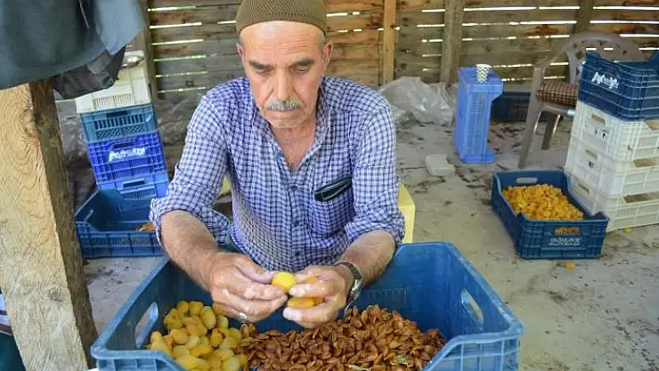 'Kayısıda patik dönemi başladı'