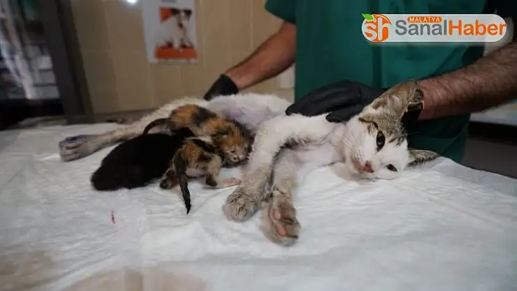 Kazada yavrularını kaybeden kedi, başka yavru kedilere sütannelik yapıyor