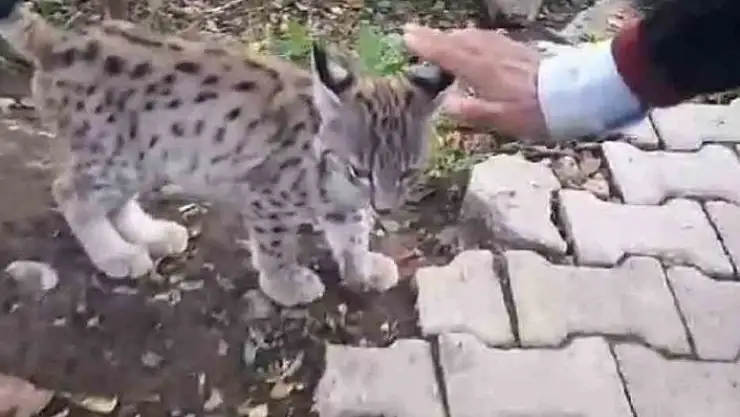 '''Kedi değil Aslan gibi'''