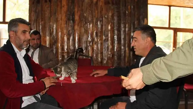 'Kedi kahvehanenin maskotu oldu'