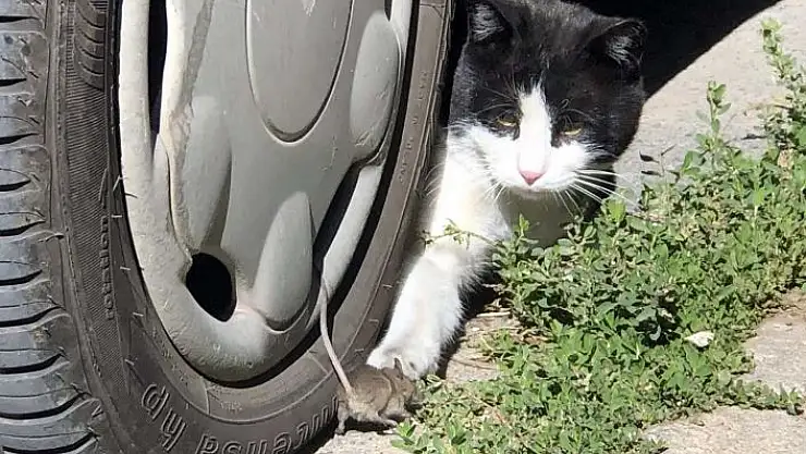 'Kedinin fare ile oyunu gülümsetti'