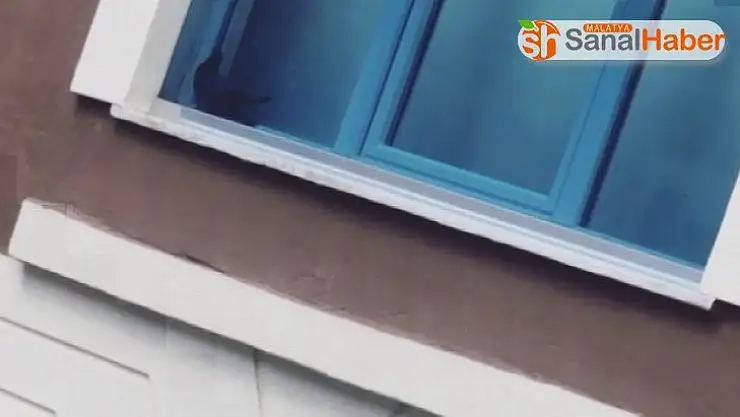 Kedinin miyavlaması kuşun hayatını kurtardı