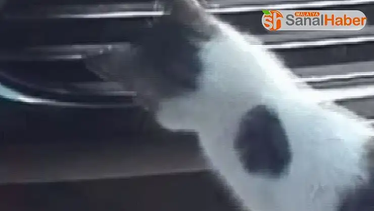 Kedinin serçe avı böyle görüntülendi