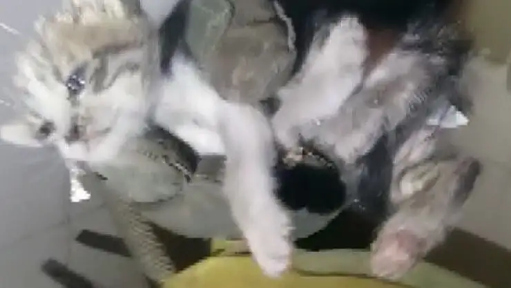 'Kediyi ölmekten itfaiye ekipleri kurtardı'