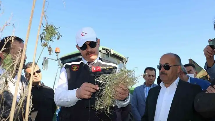 'Kenevir umut oldu, ilk hasat gerçekleştirildi'