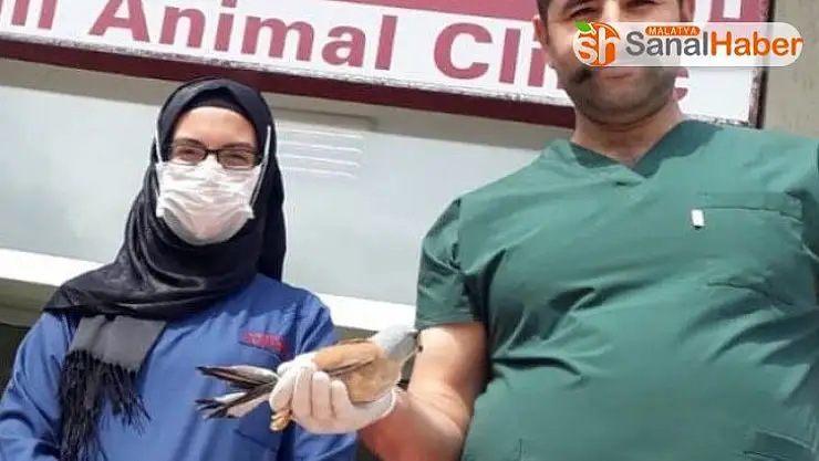 Kerkenez kuşunun tedavisi yapıldı, doğaya bırakıldı