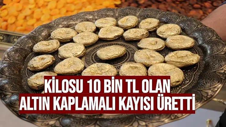 Kilosu 10 bin TL olan altın kaplamalı kayısı üretti
