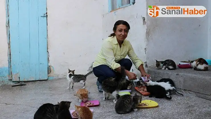 Kiraladığı evde 90 kediye bakıyor
