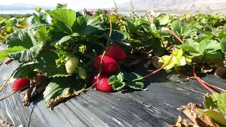 'Kırmızı elmas `çilek´ sarı altın `kayısıya´ rakip oldu'