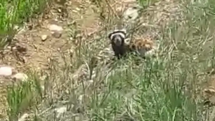 'Kırmızı listede yer alan ''alaca sansar'' görüntülendi'