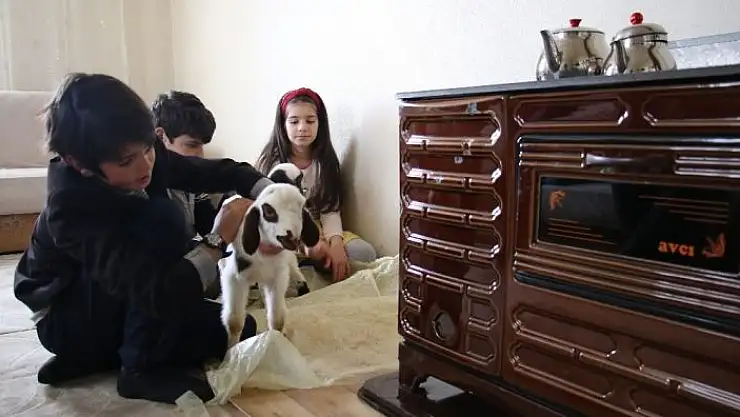 'Kış günü doğan kuzulara soba kenarında bakılıyor, bebek gibi özen gösteriliyor'
