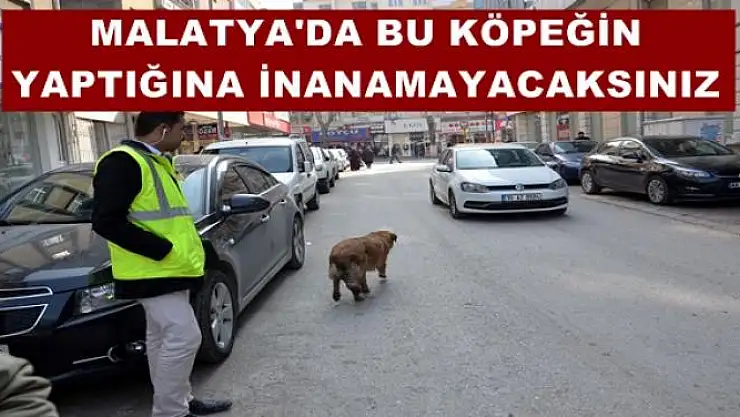 MALATYA'DA BU KÖPEĞİN  YAPTIĞINA İNANAMAYACAKSINIZ
