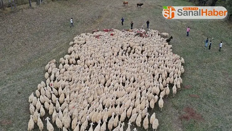 Koç katım töreni renkli görüntülere sahne oldu