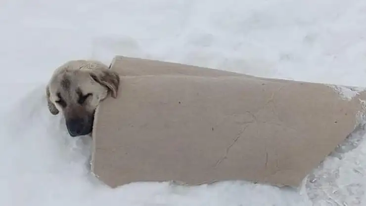 'Köpeğin üzerine üşümesin diye halı ile örttü'