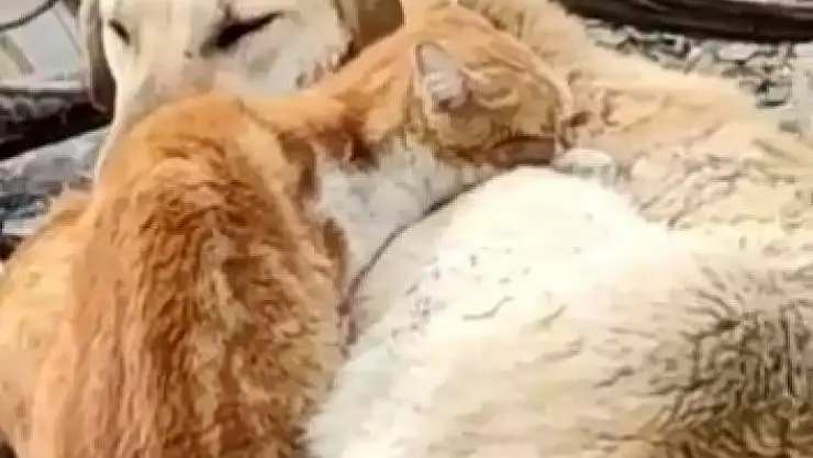 'Köpek ve Kedilerin kalpleri ısıtan dostluğu'