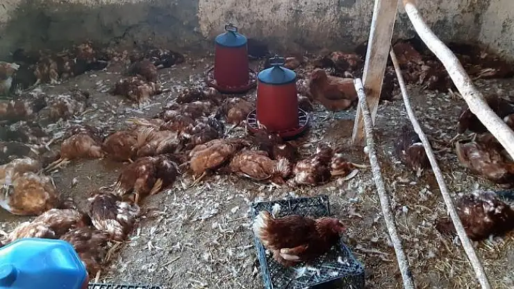 'Köpekler 280 tavuğu parçaladı'