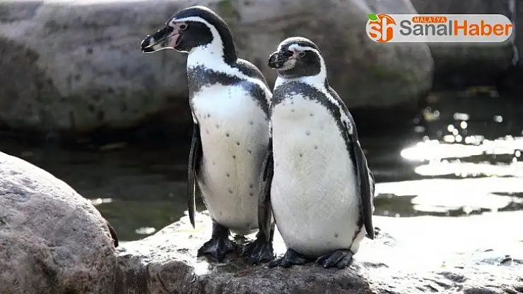 Korona virüs salgını hayvanat bahçesini de vurdu