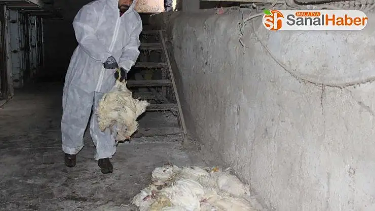 Korona yumurta üreticisini de vurdu, tavuklar telef oluyor