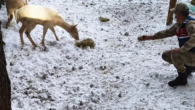 'Koruma altındaki geyiklere jandarmadan yem'