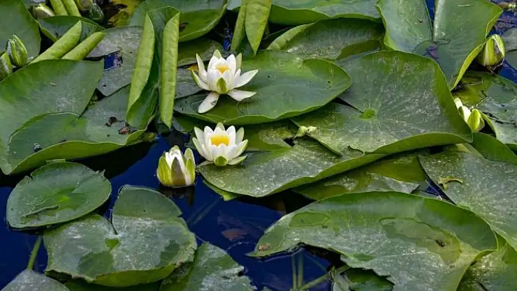 'Koruma altındaki nilüferler görsel şölen sunuyor'