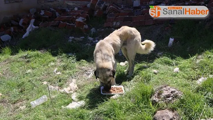 Köylerdeki sokak hayvanları unutulmadı