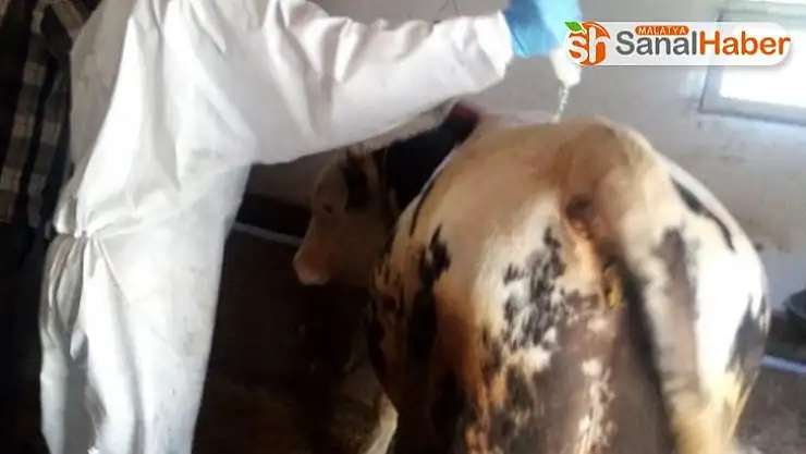 Koyulhisar'da  hayvanlar kenelere karşı  ilaçlanıyor