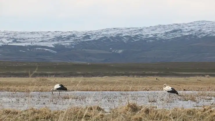 'Köyün 100 yıllık misafirleri, yuvalarına yerleşti'