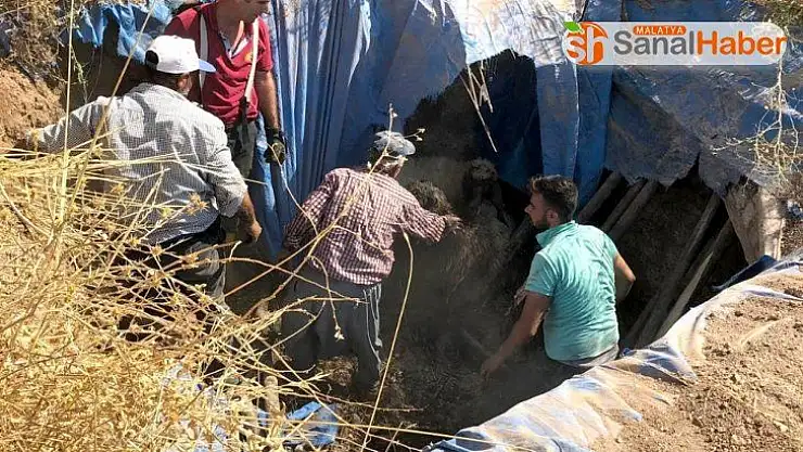 Koyunlar toplu halde fosseptik çukuruna düştü