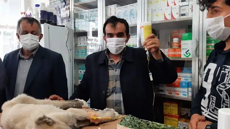 'Kulağı ve kuyruğunu kestikleri yavru köpeği ölüme terk ettiler'