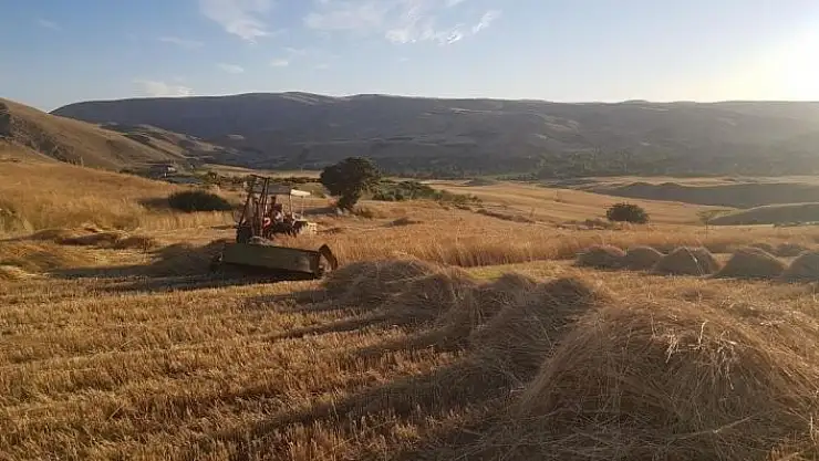 'Kuluncak´ta buğday hasadı'