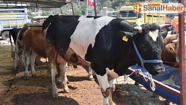 Kurbanlık alırken dikkat edilmesi gerekenler