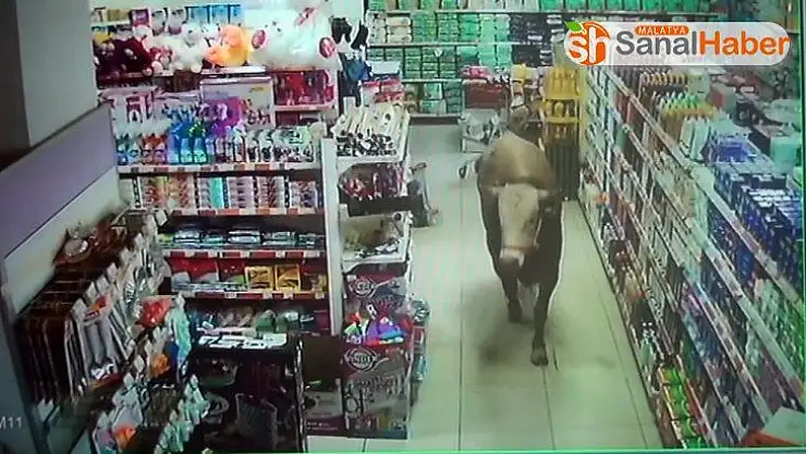 Kurbanlık dana girdiği marketi yerle bir etti