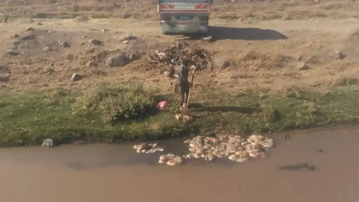 'Kurbanlık hayvanların atıklarını akarsuya attılar'