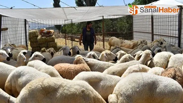 Kurbanlık satışları başladı