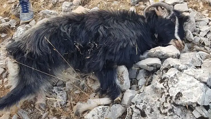 'Kurtlar sürüye saldırdı'
