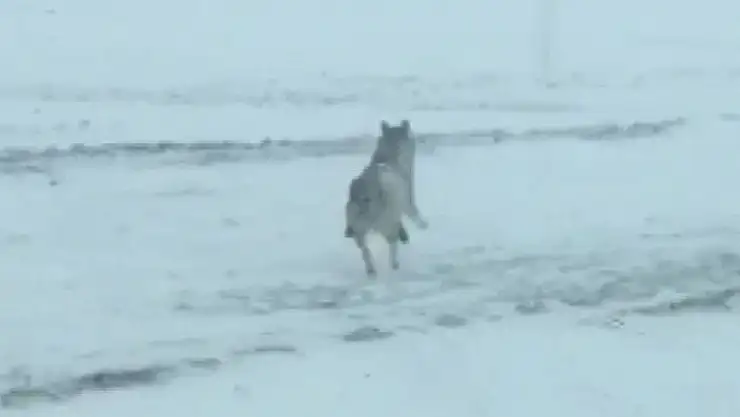'Kurtlar yerleşim yerlerine indi'