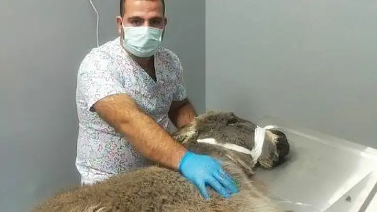 'Kurtların saldırısına uğrayan sıpa son anda kurtarıldı'