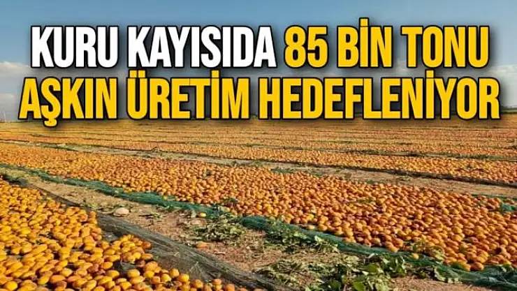 Kuru kayısıda 85 bin tonu aşkın üretim hedefleniyor