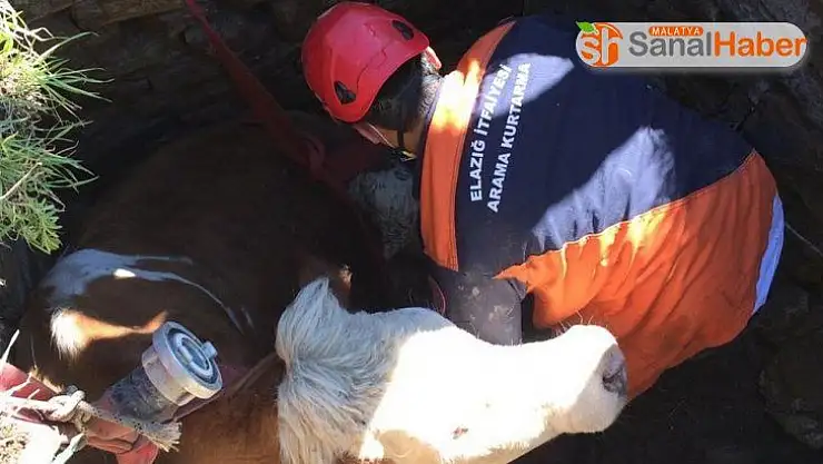 Kuyuya düşen inek, kurtarıldı