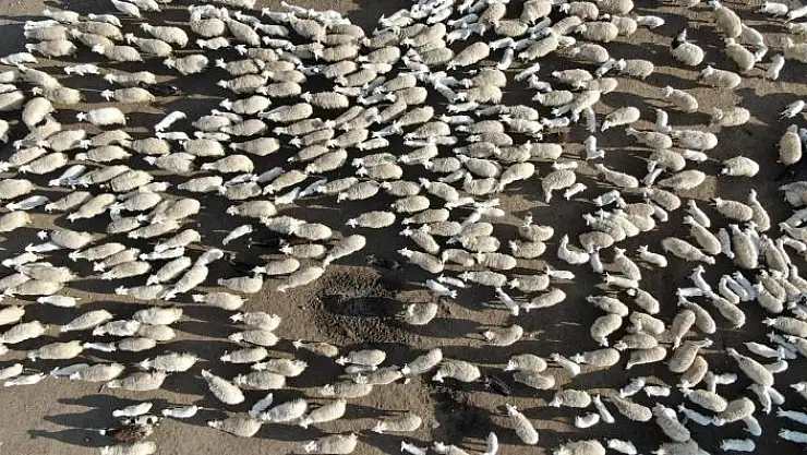 'Kuzuların yüzlerce koyun arasında annelerini bulduğu anlar renkli görüntüler oluşturdu'