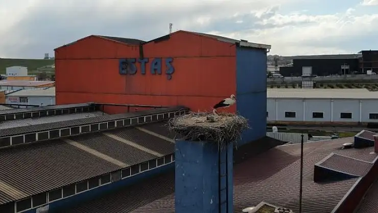 'Leylekler için bir ünitede faaliyete ara verdiler'